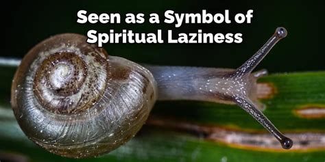 Snail Spiritual Meaning, Symbolism, and Totem.